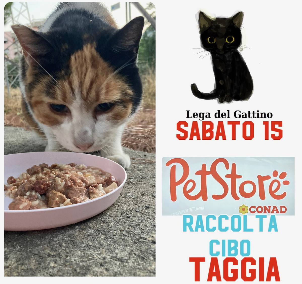 i gatti del centro copie pacini