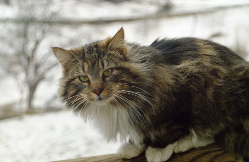 Differenze Tra Maine Coon E Norvegese Delle Foreste