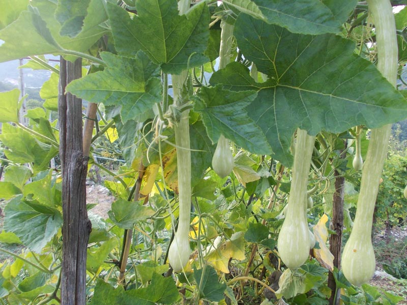 zucca_trombetta.jpg