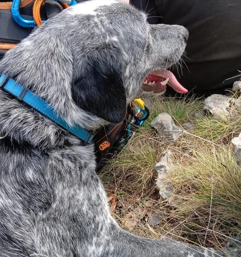 è stato salvato nel primo pomeriggio sul colle della Melosa il cane ‘Rudy’, ora è tornato in famiglia (Foto) – Sanremonews.it è stato salvato nel primo pomeriggio sul colle della Melosa il cane ‘Rudy’, ora è tornato in famiglia (Foto) – Sanremonews.it