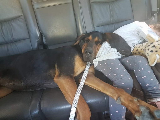 Il cagnolone Gea è stato ritrovato Il cagnolone Gea è stato ritrovato