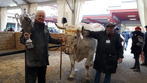 Il re della 109ª Fiera del Bue Grasso di Carrù è Trono: pesa 1360 chili e proviene da Marene (Foto e Video)