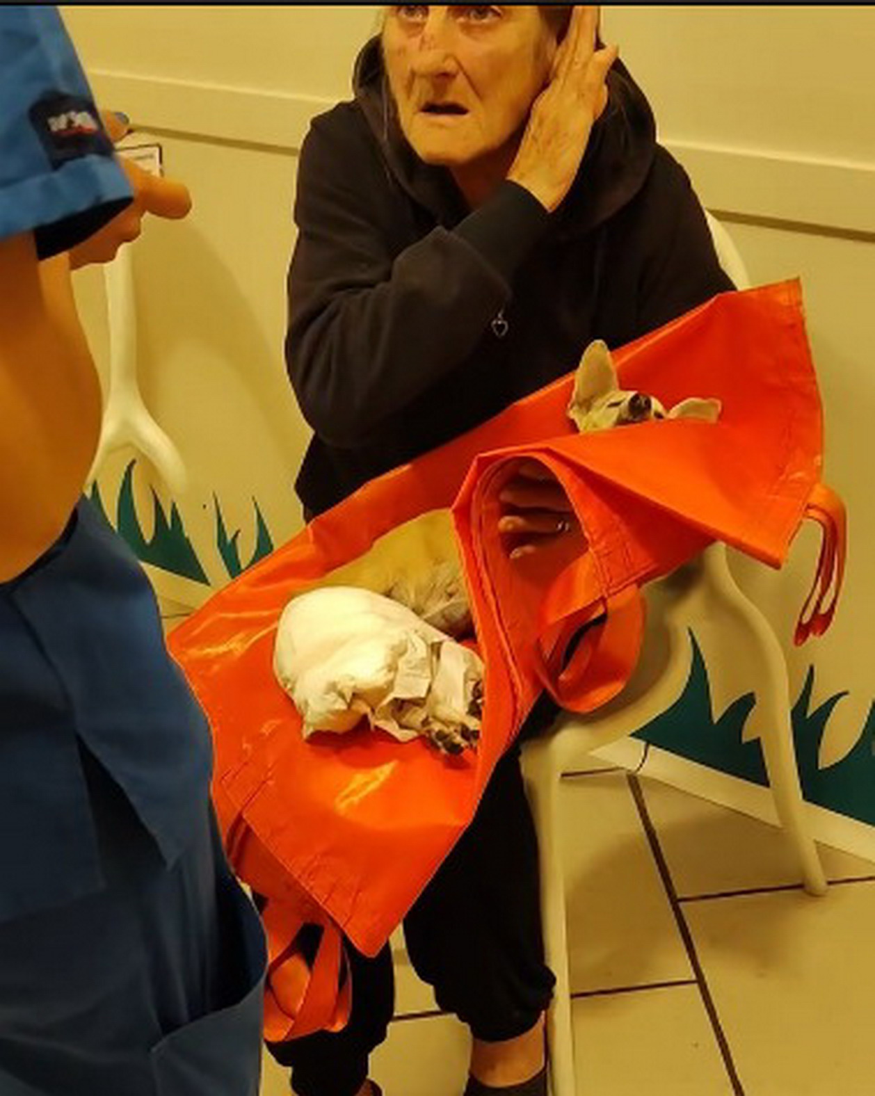 Sanremo: Pinscher muore per i botti di Capodanno, la piccola ‘Luna’ non ce l’ha fatta (Foto e Video) Sanremo: Pinscher muore per i botti di Capodanno, la piccola ‘Luna’ non ce l’ha fatta (Foto e Video)