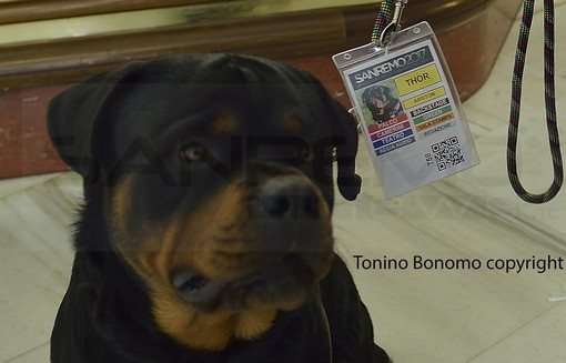 'Thor' con il pass per il Festival di Sanremo 2017 (foto Tonino Bonomo) 'Thor' con il pass per il Festival di Sanremo 2017 (foto Tonino Bonomo)