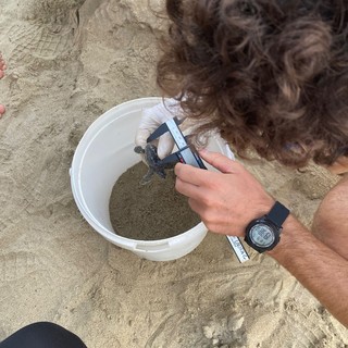 Arma di Taggia, nascono altre due tartarughe: un uovo trasferito a Imperia (Foto)
