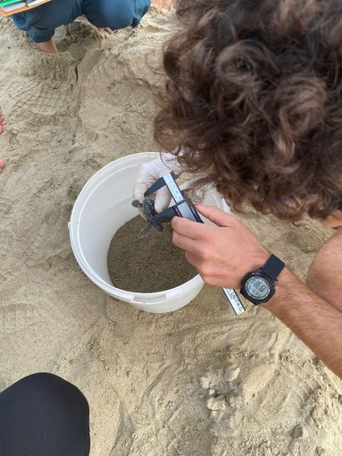 Arma di Taggia, nascono altre due tartarughe: un uovo trasferito a Imperia (Foto)