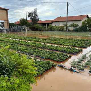 Maltempo, Regione Liguria attiva squadre per la valutazione dei danni subiti dalle aziende agricole e la richiesta risarcimento Maltempo, Regione Liguria attiva squadre per la valutazione dei danni subiti dalle aziende agricole e la richiesta risarcimento