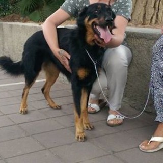 Arma di Taggia: una cagnetta è stata trovata nella zona della Levà, chi la riconosce?