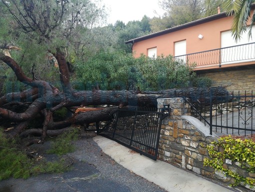Maltempo, a Cervo crolla un grosso albero: tragedia sfiorata nel Villaggio Solemar (foto) Maltempo, a Cervo crolla un grosso albero: tragedia sfiorata nel Villaggio Solemar (foto)