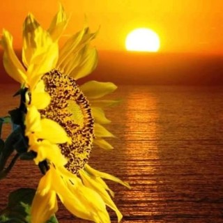 L'Almanacco di Sanremo news. Balla!!