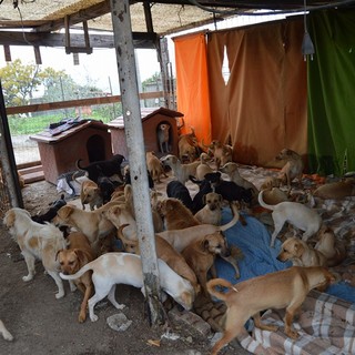 Camporosso: emergenza per 108 cani di zona Santa Croce, il conto del Comune è aperto a donazioni libere