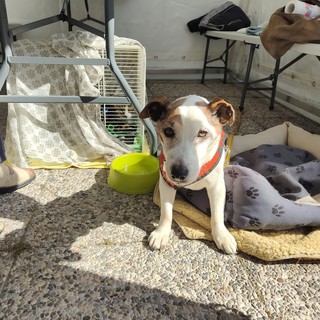 Bomba Day, agli ‘sfollati’ di Riva distribuito un rancio alpino cucinato dal gruppo Ana (foto e video)