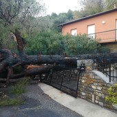 Maltempo, a Cervo crolla un grosso albero: tragedia sfiorata nel Villaggio Solemar (foto)