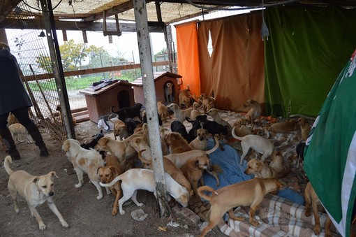 Camporosso: emergenza per 108 cani di zona Santa Croce, il conto del Comune è aperto a donazioni libere