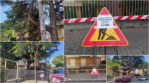 Bordighera, ramo pericolante da rimuovere: scatta il divieto di sosta in via Aldo Moro (Foto)