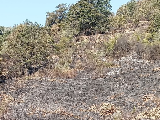 Incendio di Pontedassio, fiamme sotto controllo. In fumo sottobosco di macchia mediterranea (foto) Incendio di Pontedassio, fiamme sotto controllo. In fumo sottobosco di macchia mediterranea (foto)