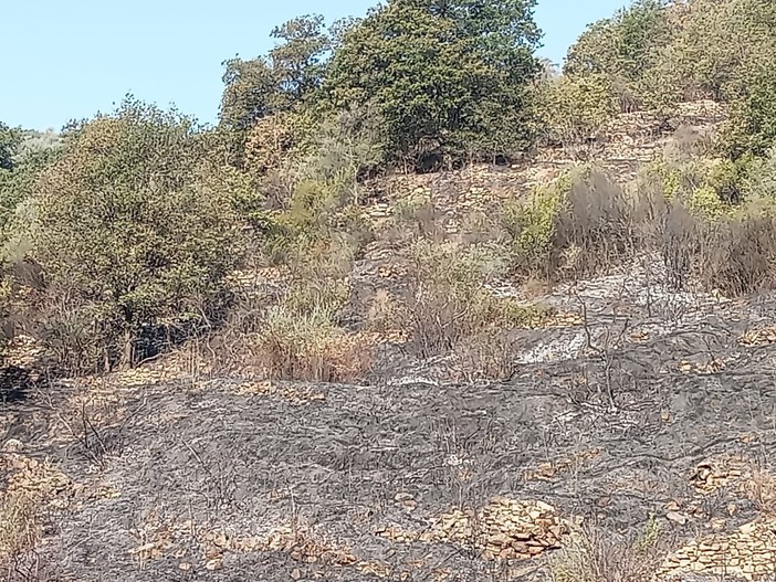 Incendio di Pontedassio, fiamme sotto controllo. In fumo sottobosco di macchia mediterranea (foto) Incendio di Pontedassio, fiamme sotto controllo. In fumo sottobosco di macchia mediterranea (foto)