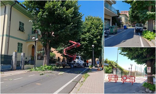 Sfoltitura dei tigli a Vallecrosia, Biasi: "Intervento per garantire sicurezza" (Foto) Sfoltitura dei tigli a Vallecrosia, Biasi: "Intervento per garantire sicurezza" (Foto)