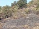 Incendio di Pontedassio, fiamme sotto controllo. In fumo sottobosco di macchia mediterranea (foto)