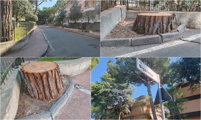 Bordighera, pubblica sicurezza: abbattuti pini in via Bigarella (Foto) Bordighera, pubblica sicurezza: abbattuti pini in via Bigarella (Foto)
