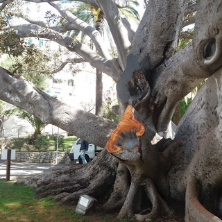 Bordighera: potato ieri il Ficus Monumentale sito alle spalle del Comune, intervento volto alla sicurezza