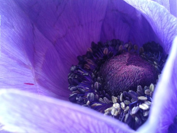 In attesa di Floranga i Giovani di Confagricoltura Liguria rilanciano con i carri fioriti di Sanremo in Fiore 2016 In attesa di Floranga i Giovani di Confagricoltura Liguria rilanciano con i carri fioriti di Sanremo in Fiore 2016