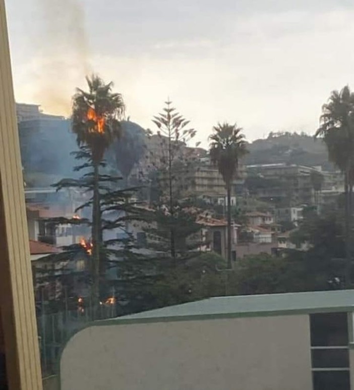 Paura a Santo Stefano al Mare: fulmine colpisce palma che va a fuoco