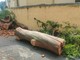 Maltempo, crolla un albero in via Domenico Laura a Imperia nessun ferito Maltempo, crolla un albero in via Domenico Laura a Imperia nessun ferito