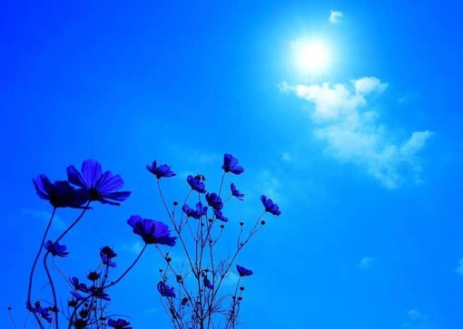 L'Almanacco di Sanremo news. Se ieri eravamo a 100, oggi 100 e 1 almanacco per voi...