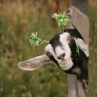 L'Almanacco di Sanremo news. Oggi che si fa? In tutta la Liguria ci sarà un posto per me? L'Almanacco di Sanremo news. Oggi che si fa? In tutta la Liguria ci sarà un posto per me?