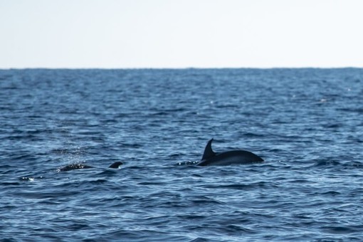 Dalla Riviera di Ponente alla Corsica tra capodogli, balenottere e stenelle (foto) Dalla Riviera di Ponente alla Corsica tra capodogli, balenottere e stenelle (foto)