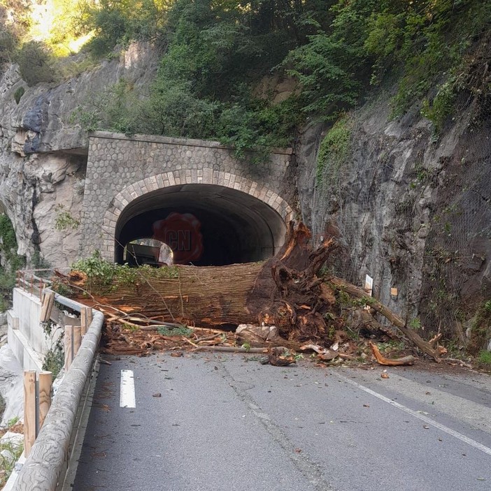 Non c'è pace per la statale 20: un enorme albero cade sulla strada tra Fontan e St Dalmas de Tende, circolazione sospesa
