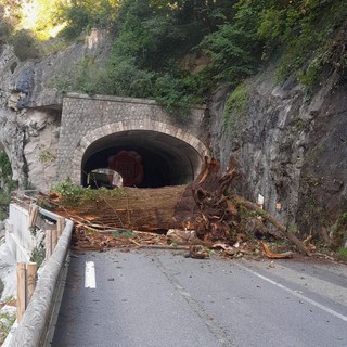 Non c'è pace per la statale 20: un enorme albero cade sulla strada tra Fontan e St Dalmas de Tende, circolazione sospesa