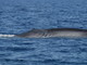 Imperia: riavvistata 'Propeller', la balenottera ferita da un’elica e stavolta è con un cucciolo (foto e video)