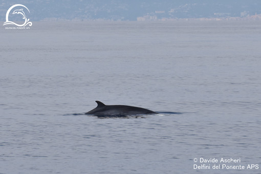 Balenottera al largo di Imperia, Ascheri (Delfini del Ponente):"Emozione grandissima" (foto)