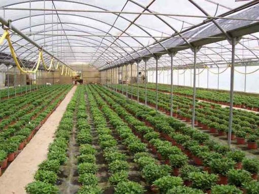 Regione: nasce in Liguria la floricoltura sostenibile contro il lavoro nero