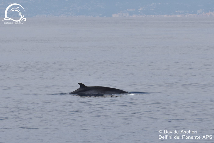 Balenottera al largo di Imperia, Ascheri (Delfini del Ponente):"Emozione grandissima" (foto)