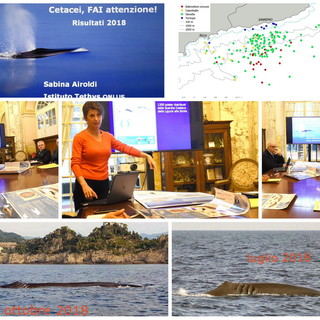 Salvaguardiamo il mare: terminata con 600 segnalazioni la prima stagione dell'iniziativa 'Cetacei, FAI attenzione' (Foto e Video)