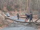 Crolla un albero sulla strada tra monte Bignone e Bajardo, intervento della Polizia Provinciale (Foto)