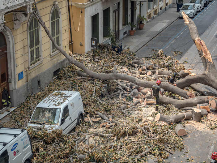 Sanremo: magnolia crollata in via Roma, Vigili del Fuoco al lavoro per liberare la strada, ma è andata bene! (Foto e Video)