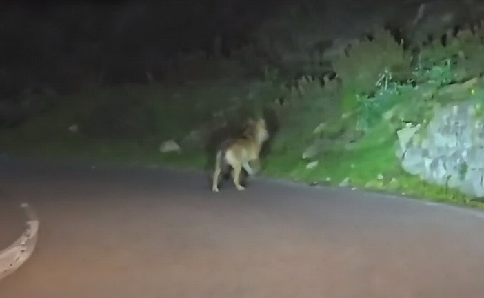 Avvistamenti di lupi tra Bordighera e Sasso: cresce la preoccupazione dei residenti per incontri serali (Video) Avvistamenti di lupi tra Bordighera e Sasso: cresce la preoccupazione dei residenti per incontri serali (Video)