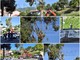 Sanremo: cartello errato fa scattare la protesta per l'abbattimento di un albero, ma le perizie calmano tutti (Foto e Video) Sanremo: cartello errato fa scattare la protesta per l'abbattimento di un albero, ma le perizie calmano tutti (Foto e Video)
