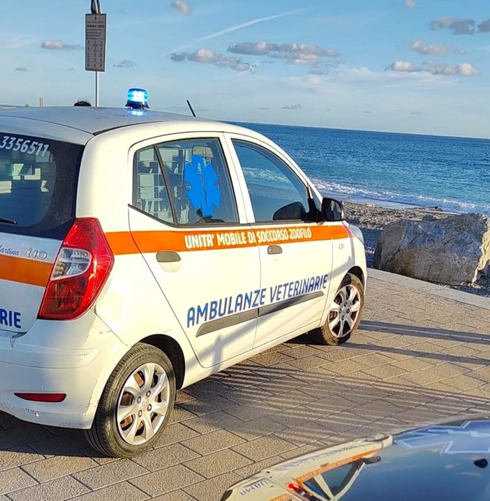 Ventimiglia, Ambulanze Veterinarie fa massaggio cardiaco a un cane. Una signora: "Grazie per quello che fate" Ventimiglia, Ambulanze Veterinarie fa massaggio cardiaco a un cane. Una signora: "Grazie per quello che fate"