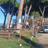 Alberi da abbattere a Ventimiglia, Italia Nostra Ponente Ligure: "Cercare il parere addizionale di uno studio specializzato per trovare alternative"