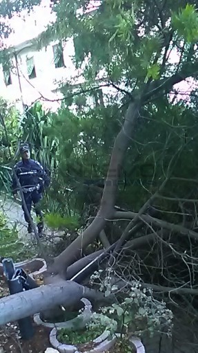 La zona interessata dalla caduta dell'albero