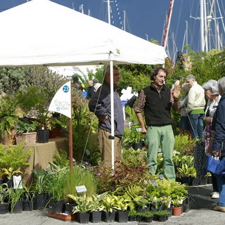 Mostra mercato di piante insolite e mediterranee: sabato e domenica dalle 10 alle 19 espositori selezionati animeranno l'esclusivo porto turistico di Marina degli Aregai Mostra mercato di piante insolite e mediterranee: sabato e domenica dalle 10 alle 19 espositori selezionati animeranno l'esclusivo porto turistico di Marina degli Aregai