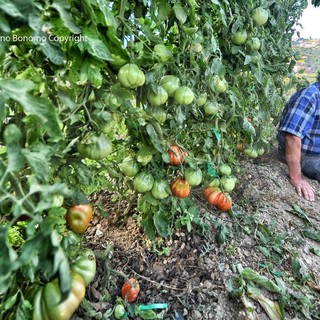 Sanremo: Armando 'L'uomo che sussurra ai pomodori', anche quest'anno a San Giacomo un raccolto da record (Foto)