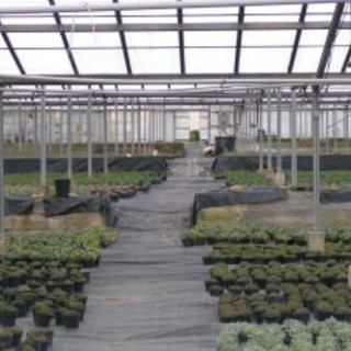 Taggia: il futuro della floricoltura al centro di un incontro con i candidati alle prossime elezioni