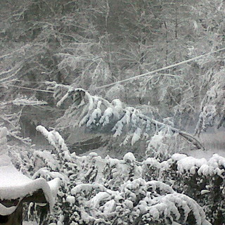 San Romolo: continua a nevicare copiosamente, un albero minaccia la corrente elettrica della zona San Romolo: continua a nevicare copiosamente, un albero minaccia la corrente elettrica della zona
