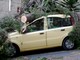 Imperia: centinaia di interventi dei Vigili del Fuoco, albero cade su un'auto nel parcheggio dell'ospedale